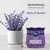 Ambi Pur Moodtherapy Collection Home Gel Relax and Unwind - Image 2